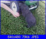 maialino indiano-004-jpg