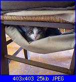 una nuova pelosetta-vio-1-jpg