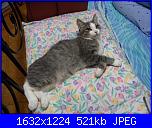 una nuova pelosetta-violetta-jpg