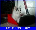 Calliope: una micia dispettosa!-396053_4547335450706_1241044810_n-jpg