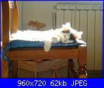 Calliope: una micia dispettosa!-63854_4924400557098_565736310_n-jpg