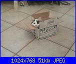 Calliope: una micia dispettosa!-foto-jpg