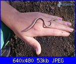 mess. per Fra-%5Bimmagini-4ever-eu%5D-orbettino-serpente-mano-pietra-147123-jpg