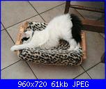 Calliope: una micia dispettosa!-270956_10200443271673604_2108559626_n-jpg