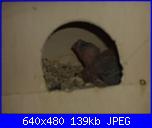 ecco i miei pennuti !-dsc04623-jpg