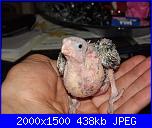 ecco i miei pennuti !-dscf5776-jpg