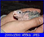 ecco i miei pennuti !-dscf5778-jpg