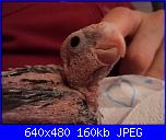 ecco i miei pennuti !-dsc04644-jpg