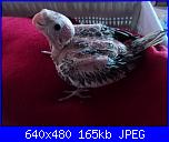 ecco i miei pennuti !-dsc04635-jpg