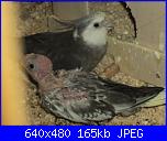 ecco i miei pennuti !-dsc04652-jpg