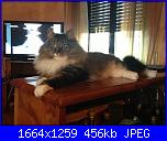 Vi presento il mio micione-image-jpg