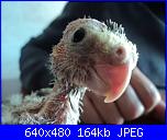 ecco i miei pennuti !-dsc04675-jpg