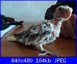 ecco i miei pennuti !-dsc04677-jpg