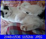 Calliope: una micia dispettosa!-2013-03-24-10-29-22-jpg