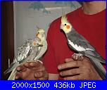 ecco i miei pennuti !-dscf5937-jpg