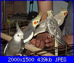 ecco i miei pennuti !-dscf5939-jpg