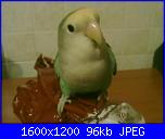 ecco i miei pennuti !-foto-cellulare-exspress-001-jpg