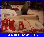 ecco i miei pennuti !-dsc04341-jpg