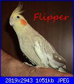 ecco i miei pennuti !-dsc05007-jpg