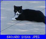 Calliope: una micia dispettosa!-dsc01325-jpg