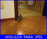 ecco il mio nuovo piccino-029-jpg