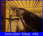 ecco i miei pennuti !-dsc05332-jpg