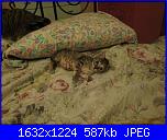 ecco il mio nuovo piccino-alf1-jpg