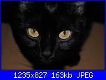 Giornata del gatto nero-ombra-jpg