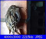 Uccellino-20260318_084459-jpg