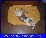 materassino per cane-sdc12397-jpg