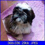 WiP Sampler Agrumi per la Cucina-img_1972-jpg