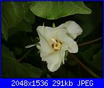 Cotone e......crocette-fiorecotone5-jpg