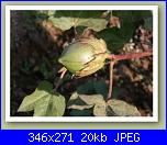 Cotone e......crocette-cotone_bio_small_03-jpg