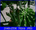 Piante grasse e dintorni-echinopsis-oxygona-21-5-05-jpg