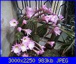 Piante grasse e dintorni-echinopsis-oxygona-30-5-10-jpg