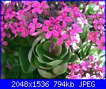 Piante grasse e dintorni-kalanchoe-blossfeldiana-5-2004-jpg