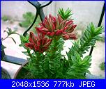 Piante grasse e dintorni-crassula-coccinea-18-6-05-jpg