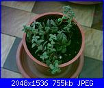 Piante grasse e dintorni-crassula-corymbulosa-13-5-05-jpg