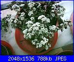 Piante grasse e dintorni-crassula-corymbulosa-6-10-05-jpg