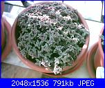 Piante grasse e dintorni-crassula-corymbulosa-31-5-06-jpg