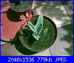 Piante grasse e dintorni-crassula-falcata-16-8-05-jpg