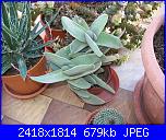 Piante grasse e dintorni-crassula-falcata-6-5-09-jpg