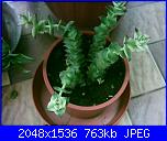 Piante grasse e dintorni-crassula-marginalis-6-5-05-jpg