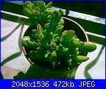 Piante grasse e dintorni-crassula-clavata-16-3-05-jpg