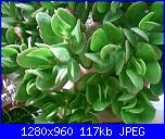 Piante grasse e dintorni-crassula-ovata-5-5-2004-jpg