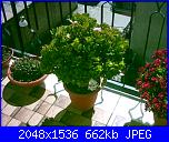 Piante grasse e dintorni-crassula-ovata-15-3-05-jpg