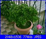 Piante grasse e dintorni-crassula-ovata-13-5-05-jpg