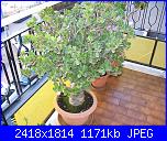 Piante grasse e dintorni-crassula-ovata-8-1-10-jpg