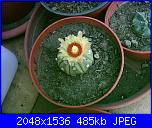 Piante grasse e dintorni-astrophytum-asterias-2-7-04-jpg