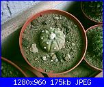 Piante grasse e dintorni-astrophytum-asterias-4-2004-jpg